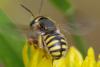 Anthidium oblongatum